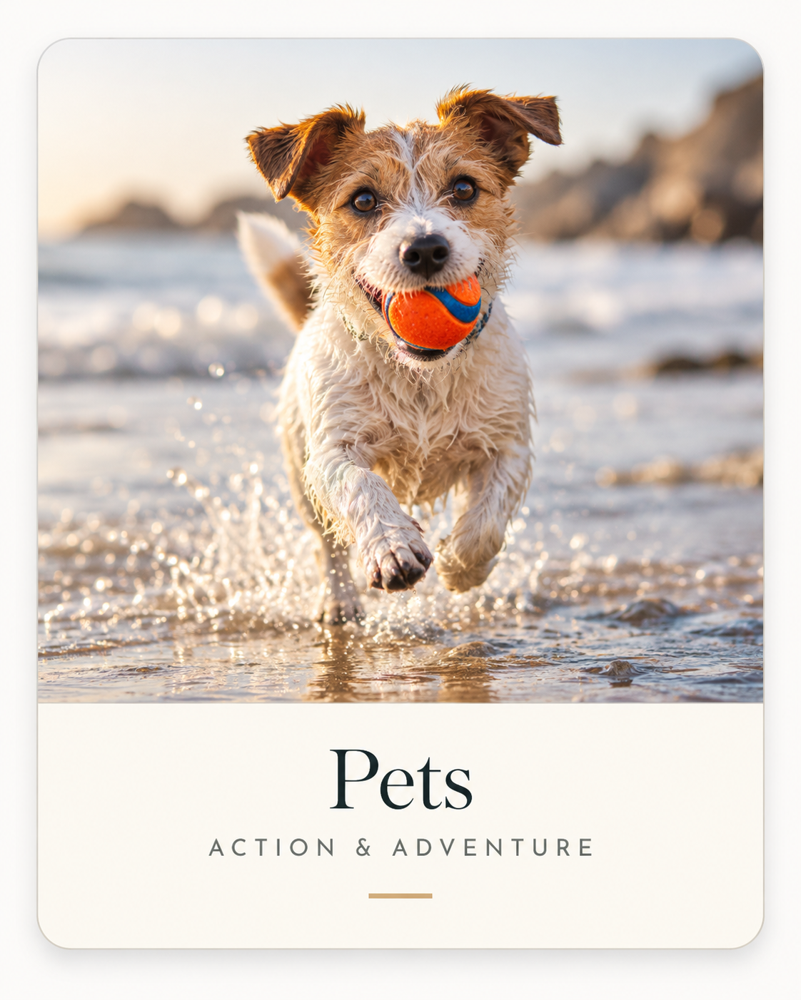 Pets photography